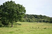 Bild 1 - Gute Geldanlage - großes Waldgrundstück