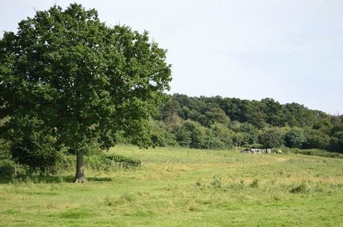 Bild 1 - Gute Geldanlage - großes Waldgrundstück