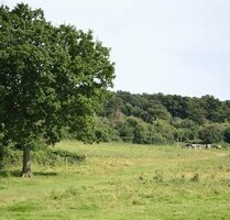 Gute Geldanlage - großes Waldgrundstück - Tiefenbach
