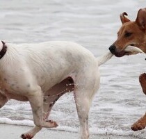 Großes Grundstück an der Lagune Hikkaduwa - Dodanduwa