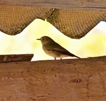 Haus renovierungsbedürftig mit 1400m2 Grund Blick Cheile - Petrestii de Jos