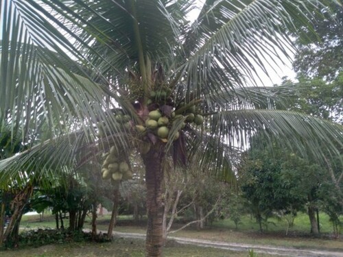 Bild 4 - Grundstück in Manaus zum Kaufen
