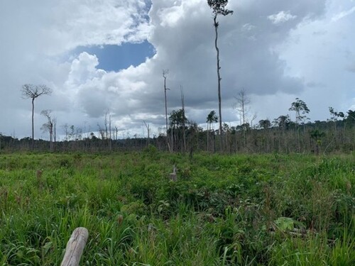 Bild 1 - Brasilien riesengrosse 1´524 Ha Rinderfarm Region Manaus -A