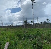 Brasilien riesengrosse 1´524 Ha Rinderfarm Region Manaus -A - Apui