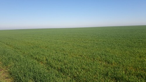 Bild 2 - Grundstück zum Kaufen in Pescari