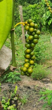 Bild 3 - Grundstück in Manaus