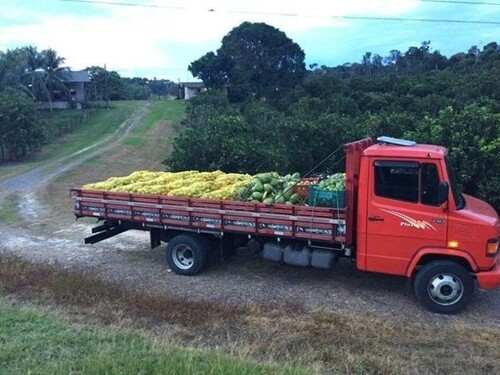 Bild 1 - Brasilien riesengrosse 1´250 Ha Orangen - Kokosnuss-
