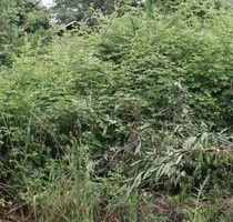 Baugrundstück 18000m2 Strand 5km - Kreis Ulcinj