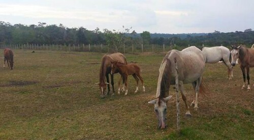 Bild 2 - Grundstück zum Kaufen in Presidente Figueiredo