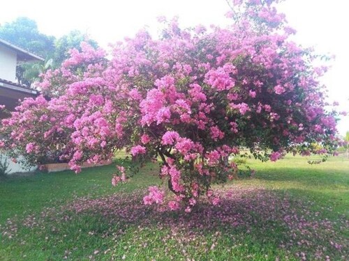 Bild 3 - Grundstück in Presidente Figueiredo