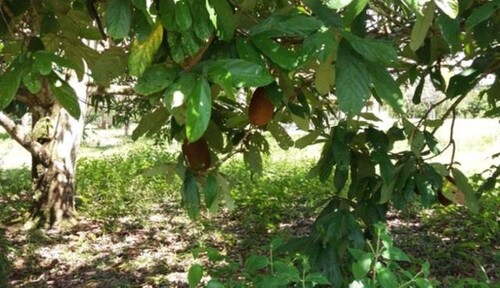 Bild 4 - Grundstück in Presidente Figueiredo zum Kaufen