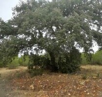Grosse, renditorientierte Finca Land in Zentralspanien - Benavente