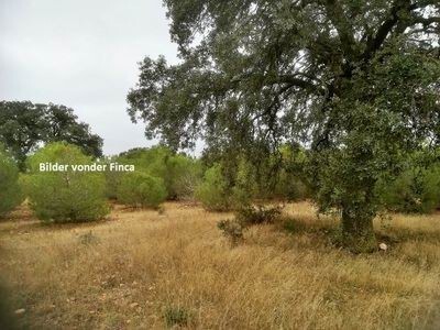 Bild 3 - Grundstück in Benavente