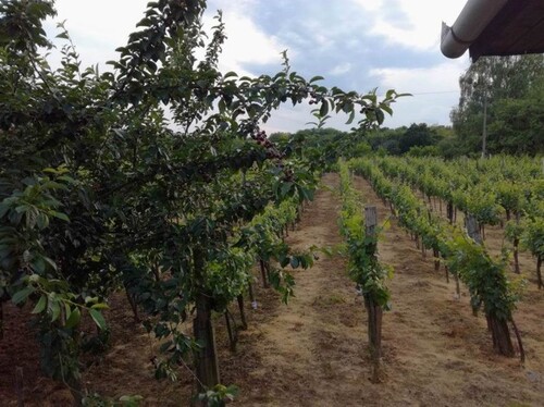 Bild 2 - Grundstück zum Kaufen in Zalakaros