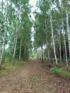 Bild 3 - Grundstück in Rydzewo