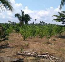 129 Ha grosse Rinderzucht, Fischzucht und Früchtefarm - Manaus
