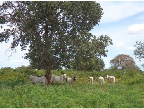 Bild 2 - 1 Zimmer Einfamilienhaus zum Kaufen in Januária