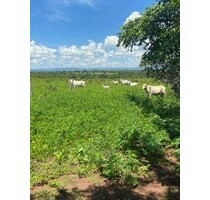 Brasilien 3´000 Ha Land für Rinderzucht Region Cuiaba MT