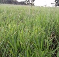 Brasilien grosse 620 Ha Rinderzuchtfarm - Stadt Cuiaba
