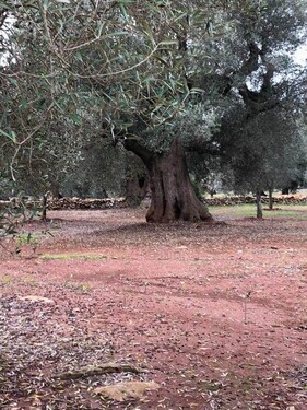 Bild 4 - Einfamilienhaus mit 40,00 m&sup2; in Carovigno zum Kaufen
