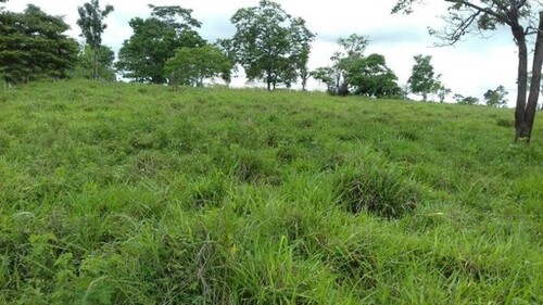 Bild 1 - Brasilien 40 Ha Tiefpreis - Grundstück - Region Manus AM