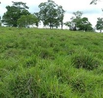Brasilien 40 Ha Tiefpreis - Grundstück - Region Manus AM - Manaus