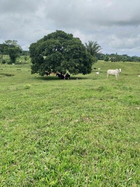 Bild 3 - Grundstück in Rorainopolis
