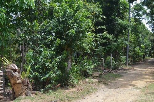 Bild 3 - Grundstück in Odiongan