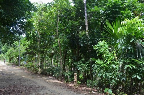 Bild 4 - Grundstück in Odiongan zum Kaufen