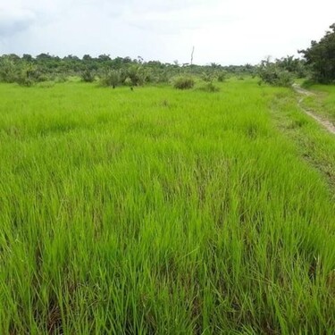 Bild 2 - Grundstück zum Kaufen in Autazes