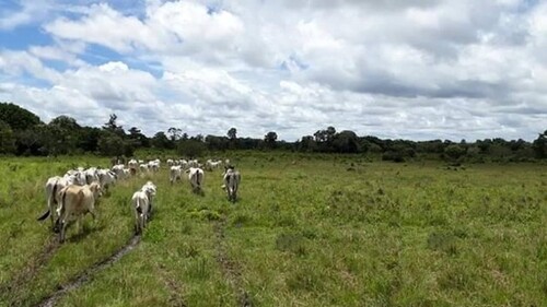 Bild 3 - Grundstück in Vila Ecuador