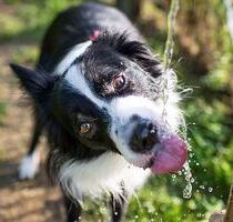 Haus mit großem Grundstück 15 km vom Thermalbad - Szökedencs