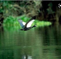 Brasilien 1750 Ha Grossgrundbesitz mit Privatsee in Manaus - Uatuma