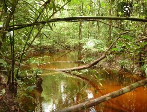 Bild 4 - Grundstück in Uatuma zum Kaufen