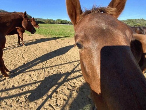 Bild 1 - Reiterhof mit 3 Wohnungen in der Toskana