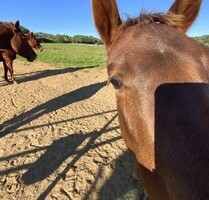 Reiterhof mit 3 Wohnungen in der Toskana - Pitigliano