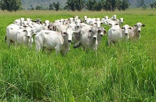 Bild 1 - Brasilien riesengrosse 1150 Ha Rinderfarm und Fischzucht