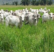 Brasilien riesengrosse 1150 Ha Rinderfarm und Fischzucht - Presidente Figueiredo
