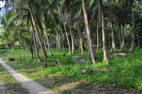 Bild 2 - Grundstück zum Kaufen in Odiongan