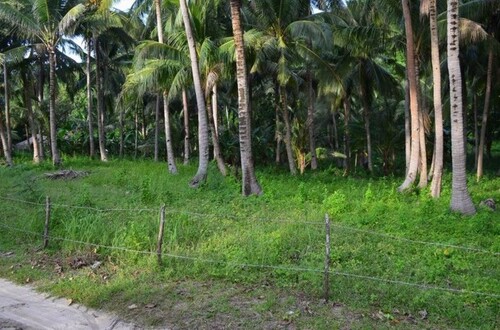 Bild 3 - Grundstück in Odiongan