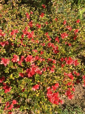 Bild 4 - Einfamilienhaus mit 135,00 m&sup2; in Somerset West zum Kaufen