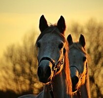 Pferdehof, wunderschöne Alleinlage im lettischen Kurl - Valdgale