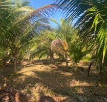 Brasilien 60 Ha Früchtefarm bei Presidente Figueiredo AM - Guttet