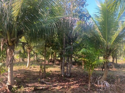 Bild 3 - Grundstück in Guttet