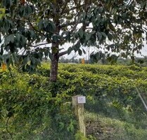 Brasilien 25 Ha Passionsfrucht-Plantage in der Nähe von Mana - Manaus