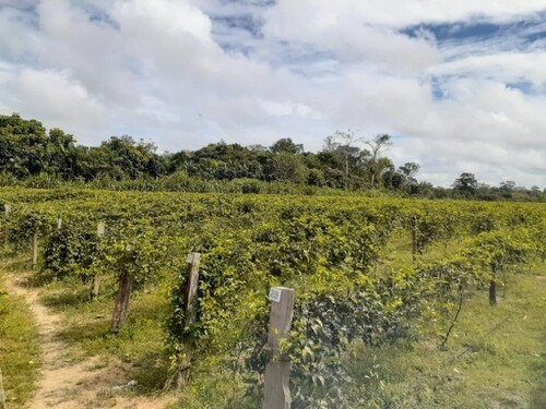 Bild 3 - Grundstück in Manaus