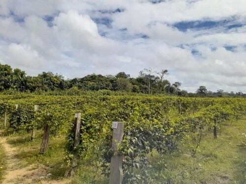 Bild 4 - Grundstück in Manaus zum Kaufen