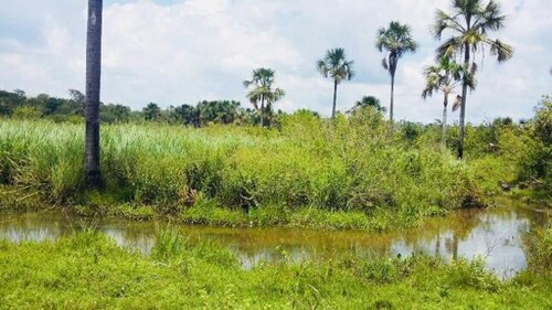 Bild 1 - Top Investment in Brasilien - 1000 Hektar Land Tiefpreis!