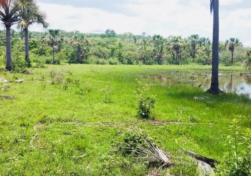 Bild 2 - Grundstück zum Kaufen in Presidente Figueiredo