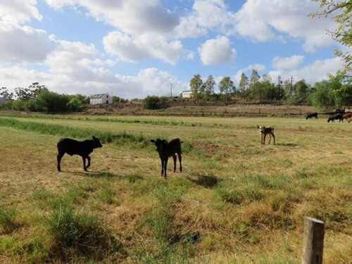 Bild 1 - Farm mit B&B - 430.000,00 EUR Kaufpreis, ca.  300,00 m² Wohnfläche